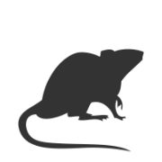 Rats Mice and Degu